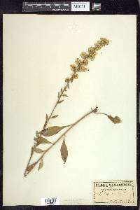 Solidago bicolor image