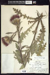 Cirsium horridulum image