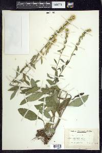 Solidago bicolor image