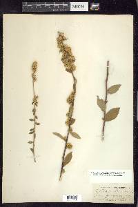 Solidago bicolor image