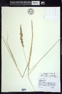 Calamagrostis stricta image