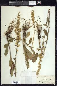 Solidago bicolor image