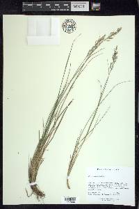 Calamagrostis cainii image