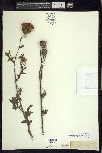 Cirsium muticum image