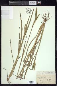 Paspalum laeve image