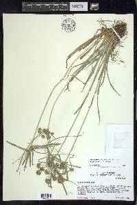 Cyperus croceus image