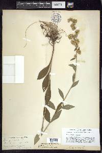 Solidago bicolor image