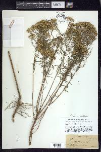 Euthamia tenuifolia image