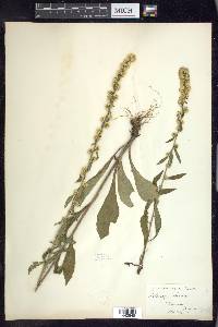 Solidago bicolor image