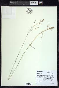 Poa glauca image