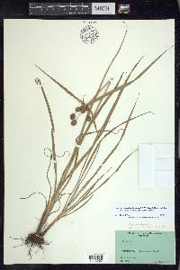 Cyperus echinatus image