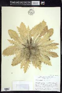 Cirsium scariosum image