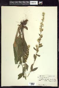 Solidago bicolor image