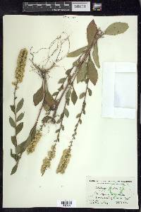 Solidago bicolor image