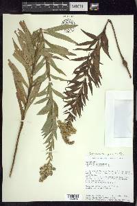 Solidago altissima subsp. gilvocanescens image