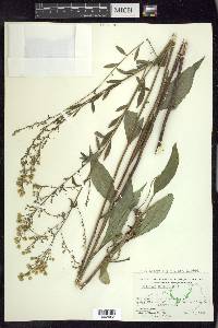 Solidago arguta var. boottii image