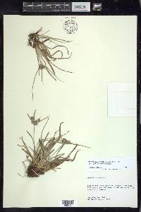 Cyperus croceus image