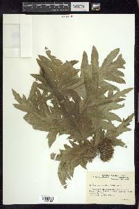 Cirsium kamtschaticum image