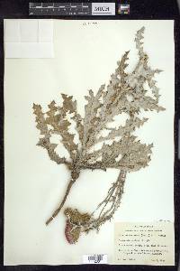Cirsium texanum image