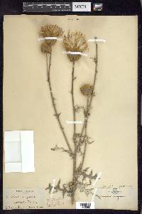 Cirsium virginianum image