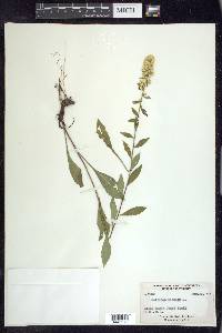 Solidago bicolor image