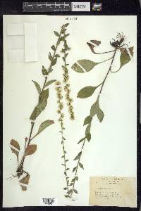 Solidago bicolor image