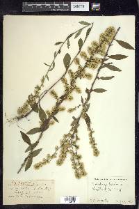 Solidago bicolor image