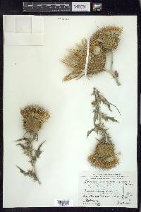 Cirsium undulatum image