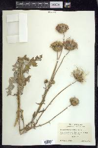 Cirsium undulatum image