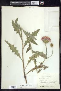 Cirsium texanum image