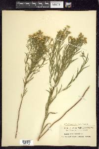 Euthamia caroliniana image