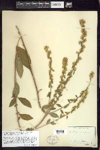 Solidago bicolor image