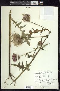 Cirsium muticum image