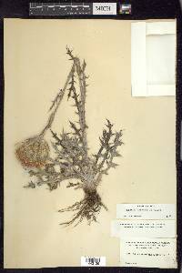 Cirsium horridulum image