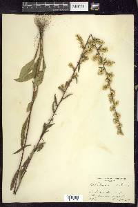 Solidago erecta image