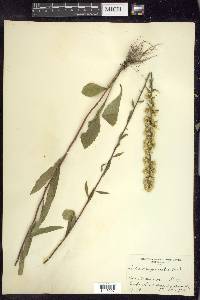 Solidago erecta image