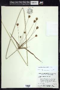 Cyperus plukenetii image