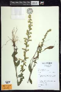 Solidago hispida image