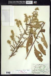 Solidago erecta image