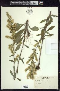 Solidago hispida image