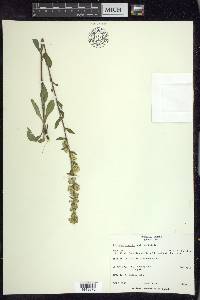 Solidago hispida image