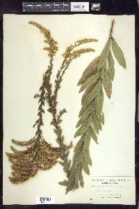 Solidago fistulosa image