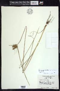 Cyperus ovatus image