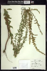 Solidago chapmanii image