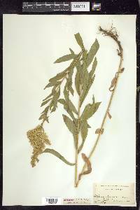 Solidago elongata image