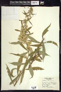 Solidago curtisii image