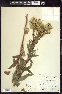 Solidago elongata image