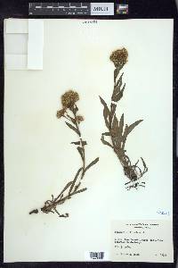 Solidago multiradiata image