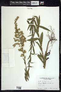 Solidago leavenworthii image