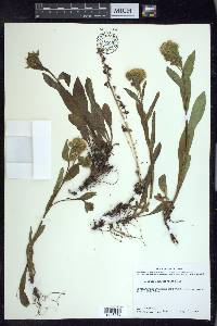 Solidago multiradiata image